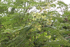 Albizia procera